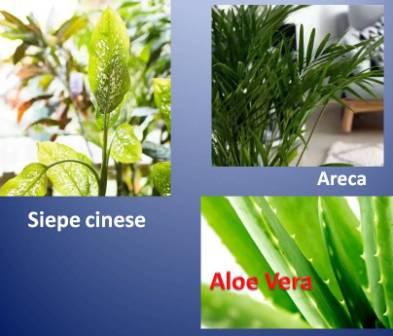 piante d'appartamento