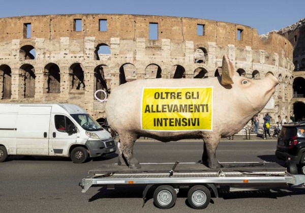 oltre gli allevamenti intensivi